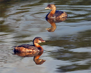 pied billed grebes composition