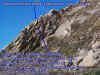 falcon-location-horses-head-6-7-01-cropped.jpg (209866 bytes)