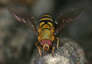 Ecuadorian Fly, by Greg Smith