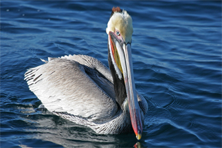 Brown Pelican - Port San Luis, CA, by Mike Baird bairdphotos.com