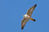 A full-resolution (1659x1106) version of Peregrine Falcon image #1407 taken Jan. 14, 2006, by Michael "Mike" L. Baird, at Moro Rock, Morro Bay, CA USA - bairdphotos.com - morro-bay.com/digitalchocolate 