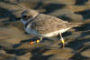 Banded Western Snowy Plover observed on Morro Strand State Beach Dec 13, 2004.  Right leg: yellow above, orange below.  Left leg: white above, yellow below.  This female plover was banded as a chick at Fort Ord in 1999.