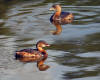 Composite image - two photos of one Pied-Billed Grebe are merged here