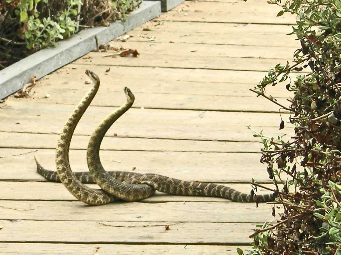 Montana de Oro Rattlesnakes by Sylvia Rosenberg
