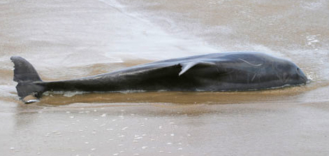 Glenn Greenwald's Photos of a Bottlenose Dolphin (Tursiops truncatus) 4-21-06