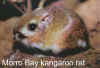 The Morro Bay kangaroo rat-w-text.jpg (41284 bytes)