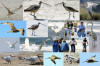 Birds & Nature at Morro Strand, docent-led walk by Freeman & Worth Hall 7-1-04