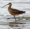 immature-long-billed-curlew