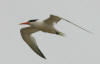 royal-tern