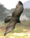 turkey-vulture-morro-strand