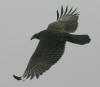 turkey-vulture-soaring-morro-strand-7-31-04