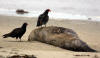 turkey-vultures-dead-sea-lion-morro-strand-7-31-04