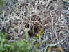 closeup-nest-west-cabrillo800x600.jpg (276370 bytes)
