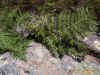 ferns-at-altitude-dry-location-on-cabrillo800x600.jpg (229259 bytes)