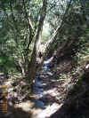 morro-creek-at-cerro-alto.jpg (185086 bytes)