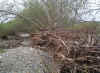 Debris successfully captured by floodplain willows debris-successfully-captured-by-floodplain-willows.jpg (135469 bytes)
