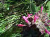 wildflowers-abundant.jpg (134254 bytes)