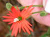 fringed-indian-pink-flower2.jpg (11983 bytes)