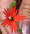 fringed-indian-pink-flower.jpg (40369 bytes)