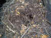 dusky2-footed-wood-rat-nest.jpg (173620 bytes)