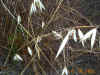 oats-or-veldt-grass.jpg (123089 bytes)