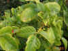poison-oak-berries.jpg (88726 bytes)