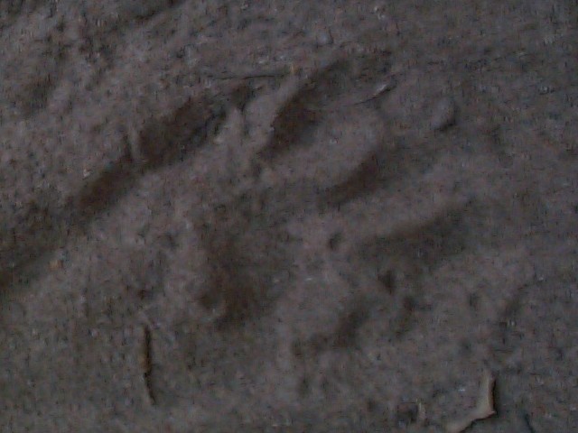 raccoon footprint | Picsicio
