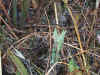 willow-herb.jpg (129431 bytes)