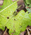 Dew on Cucumber Plant  cucumber-plany-dew-on.jpg (151006 bytes)