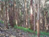 Eucalyptus Planted in Rows  eucalyptus-planted-in-rows.jpg (174711 bytes)