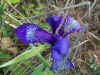Blue Iris  iris-blue.jpg (118289 bytes)
