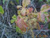 posion-oak-w-berries.jpg (123874 bytes)