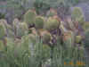 cactus.jpg (122244 bytes)
