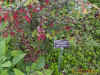 fuchsia-flowered-gooseberry.jpg (160670 bytes)