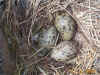 gull-eggs-we-had-to-be-very-careful.jpg (183235 bytes)