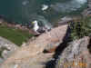 this-gull-waited-patiently-to-regain-her-nest.jpg (139460 bytes)