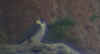 "Rudy" the male-peregrine-falcon-on-morro-rock.jpg (14597 bytes)