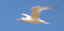 royal-tern-overhead.jpg (3686 bytes)
