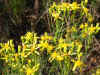 yellow-flower.jpg (37869 bytes)
