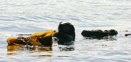 California Sea Otter with Pup, Morro Bay, CA Morro Rock - photo by Mike Baird