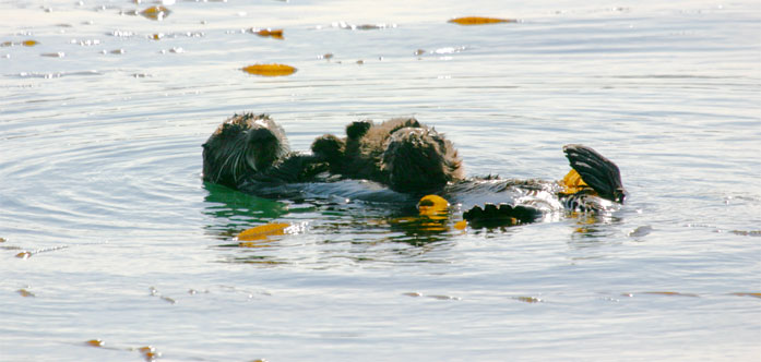 California Sea Otter with Pup, Morro Bay, CA Morro Rock - photo by Mike Baird
