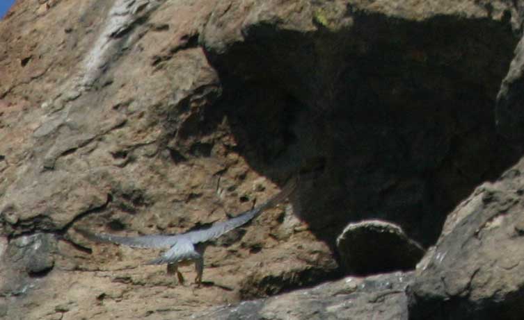 Peregrine Falcon, Morro Bay, CA Morro Rock - photo by Mike Baird