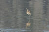 Long Billed Curlew t Morro Strand Beach, Morro Bay, CA 4-7-04