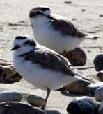 Western Snowy Plovers anchor for photo page Morro Bay, CA