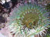 anemone-at-hazard-reef-montana-de-oro-ca.jpg (317765 bytes)