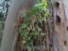 ivy-on-eucalyptus-tree-at-montana-de-oro.jpg (346615 bytes)